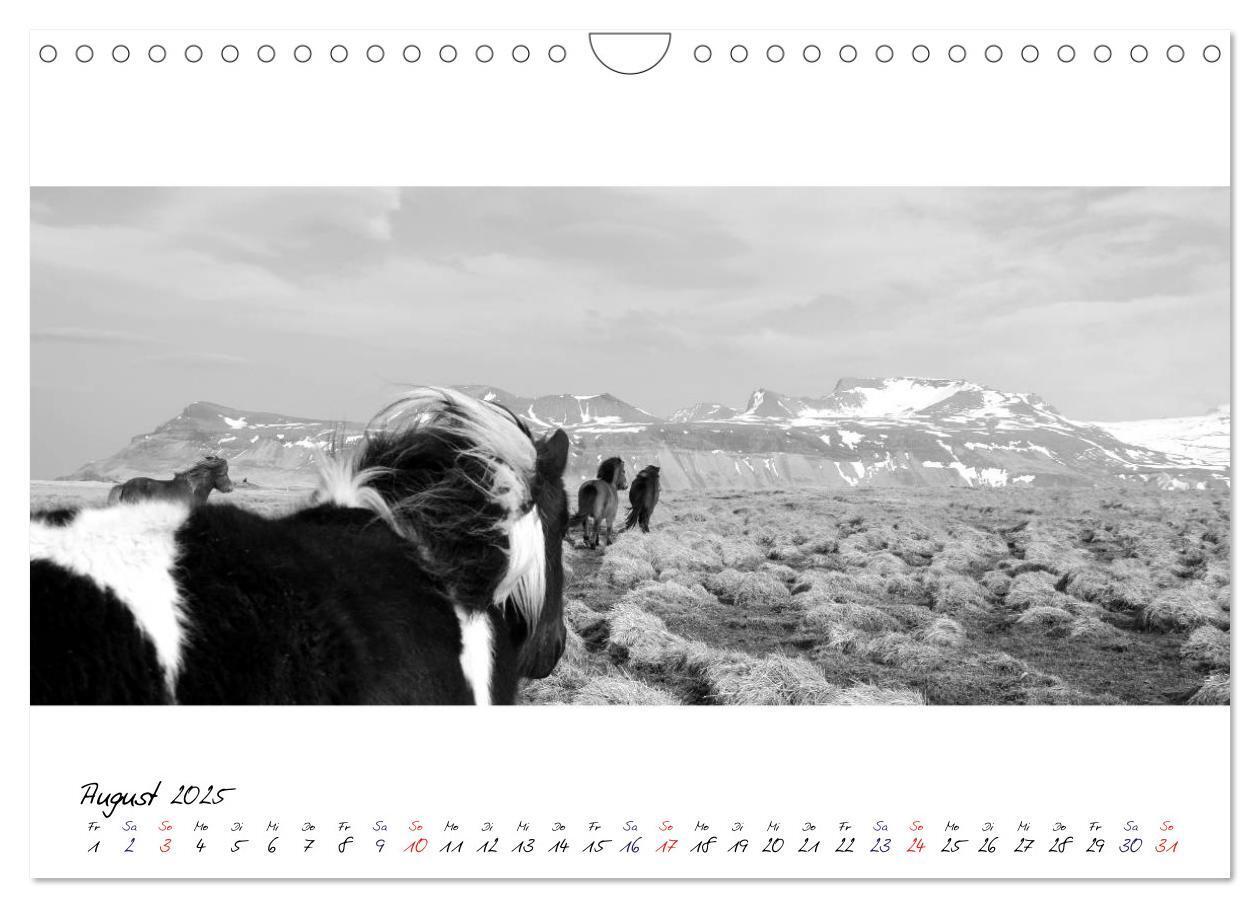 Bild: 9783435763139 | Islandpferde von Brimilsvellir (Wandkalender 2025 DIN A4 quer),...