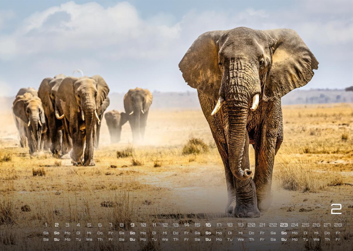 Bild: 9783986734381 | Afrikas Tierwelt - Der Tierkalender - 2025 - Kalender DIN A3 | 15 S.