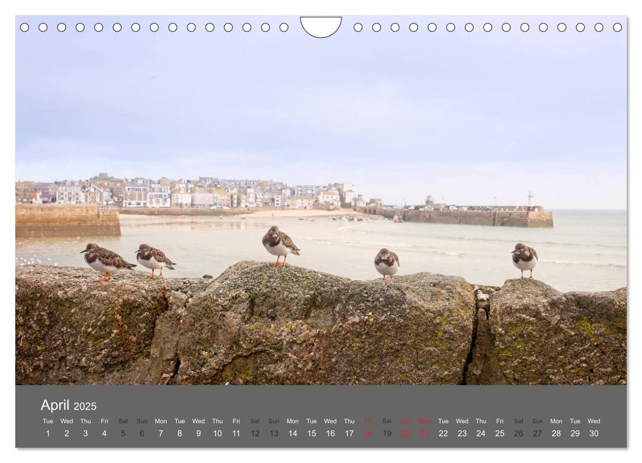 Bild: 9781325959518 | Cornwall's Coast by Tony Mills (Wall Calendar 2025 DIN A4...