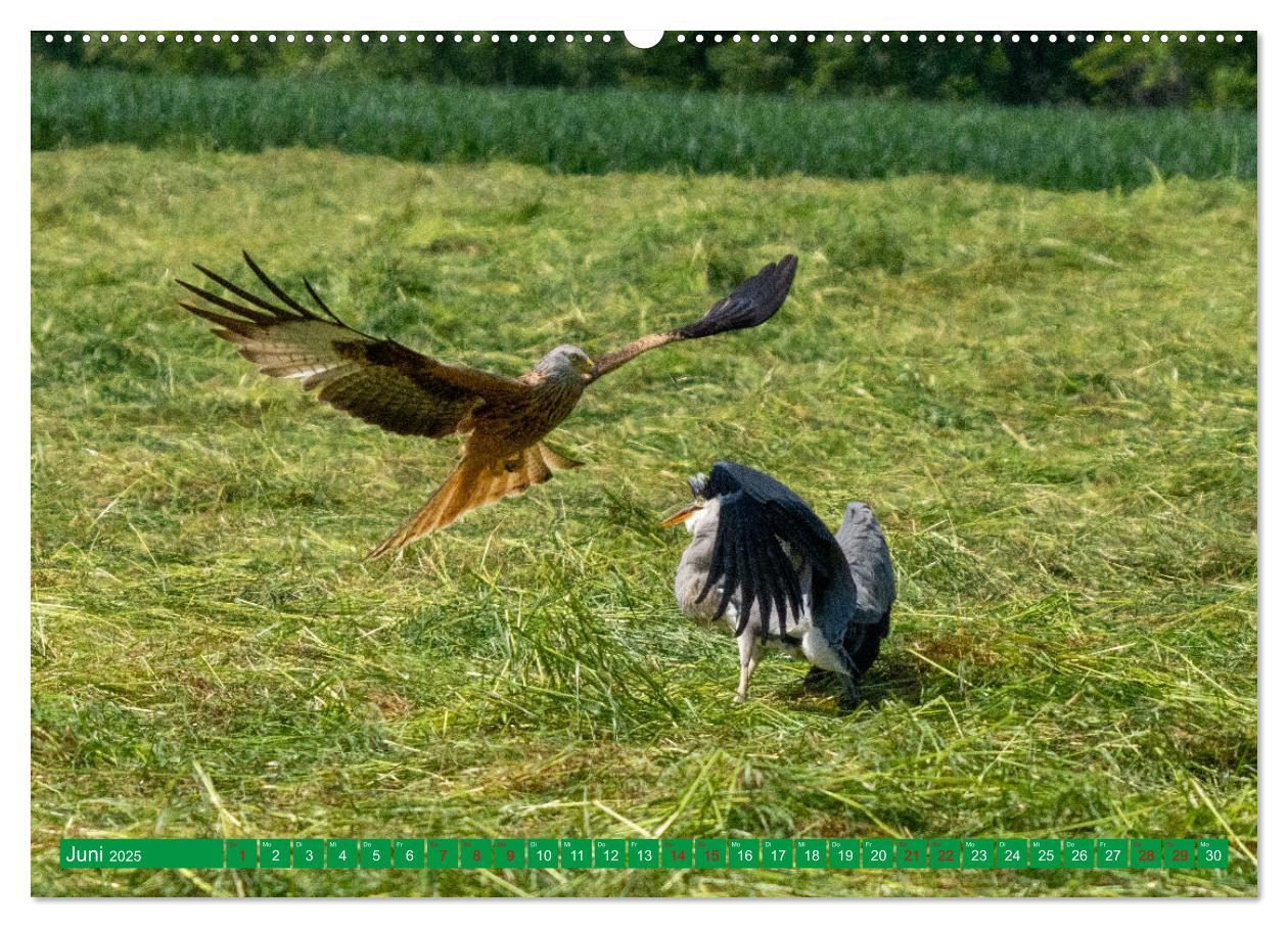 Bild: 9783383893650 | Greifvögel - wild und schön (Wandkalender 2025 DIN A2 quer),...