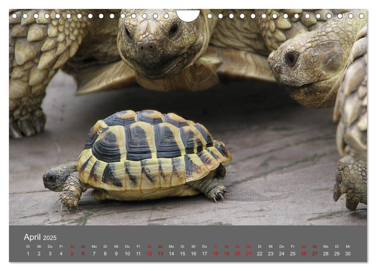 Bild: 9783435382927 | Landschildkröten (Wandkalender 2025 DIN A4 quer), CALVENDO...