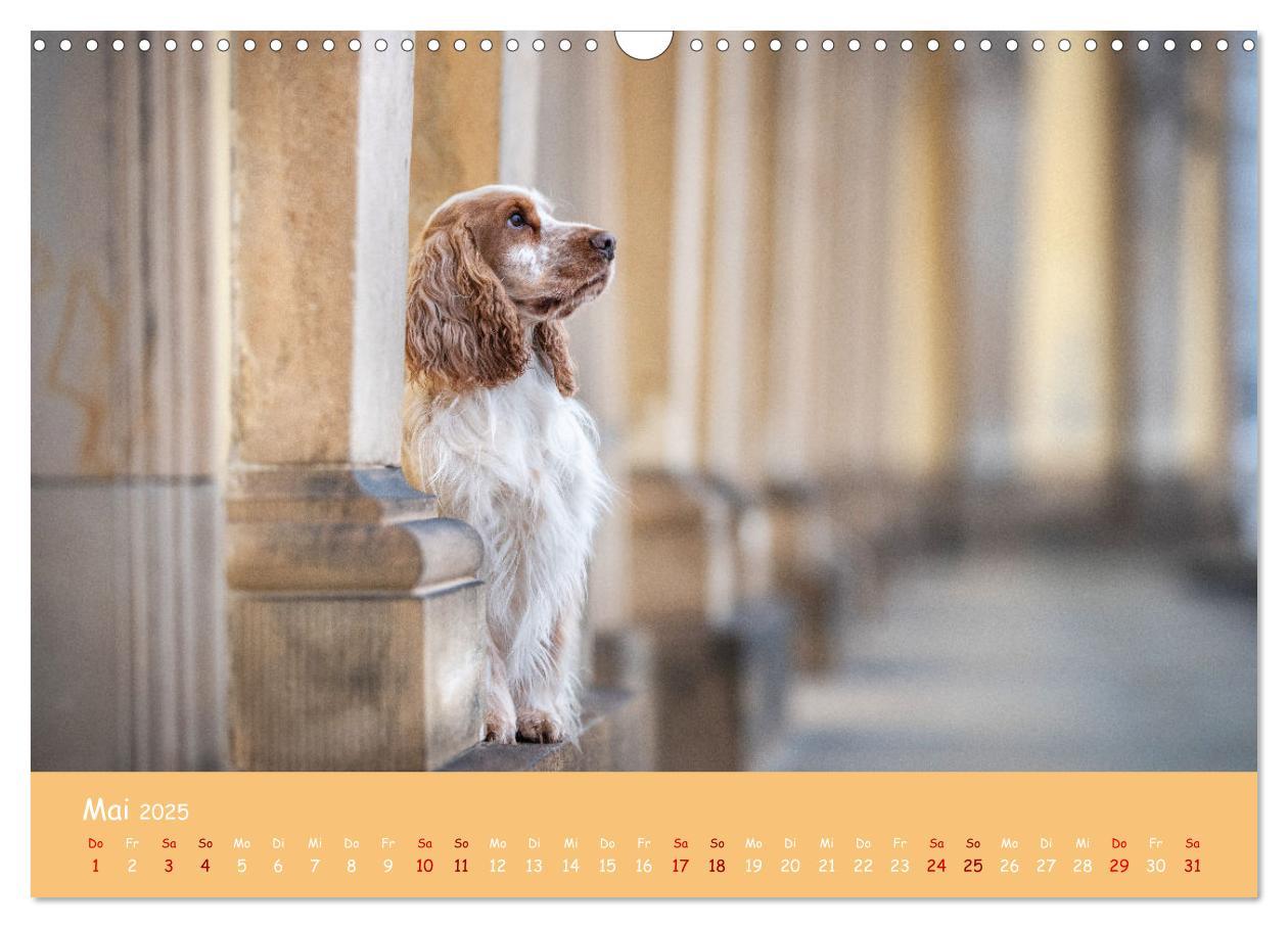 Bild: 9783383960314 | Englischer Cocker Spaniel (Wandkalender 2025 DIN A3 quer), CALVENDO...