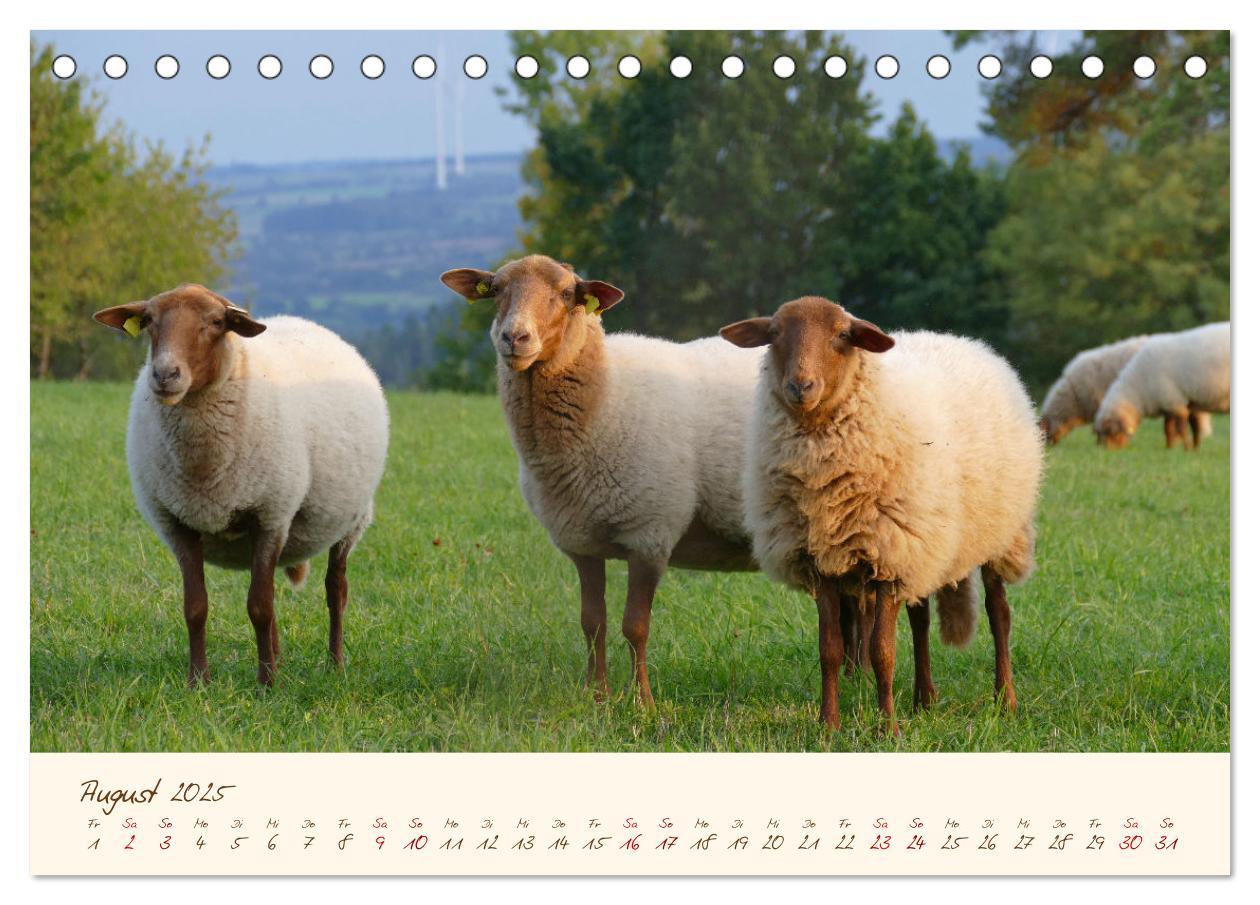 Bild: 9783435171767 | Coburger Fuchsschaf (Tischkalender 2025 DIN A5 quer), CALVENDO...