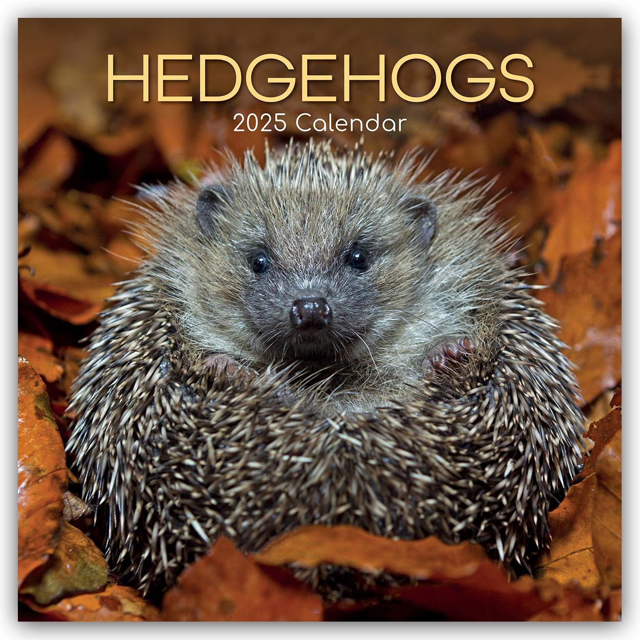 Cover: 9781835360729 | Hedgehogs - Igel 2025 - 16-Monatskalender | The Gifted | Kalender