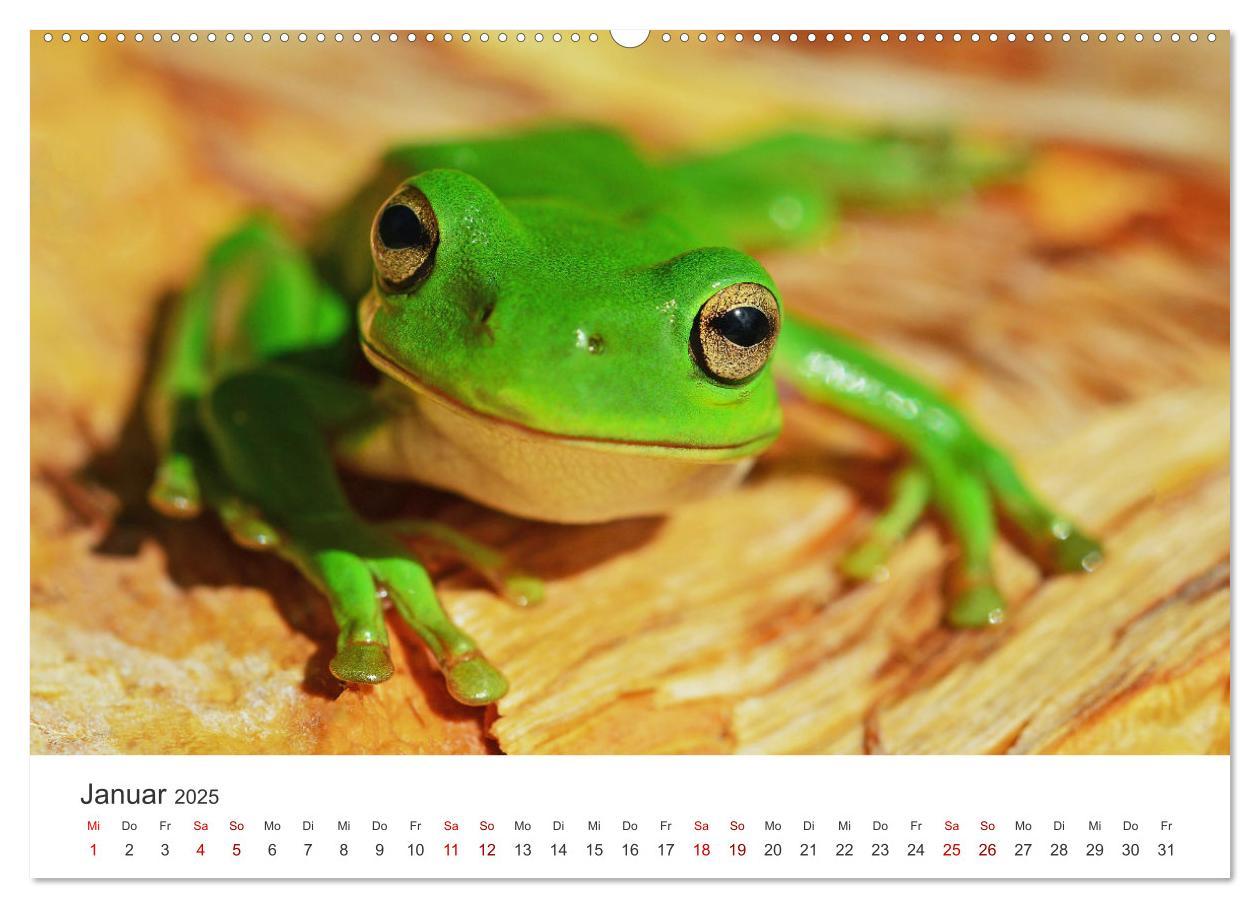 Bild: 9783435000937 | Frösche - Die wunderschöne Welt der bunten Hüpfer. (Wandkalender...