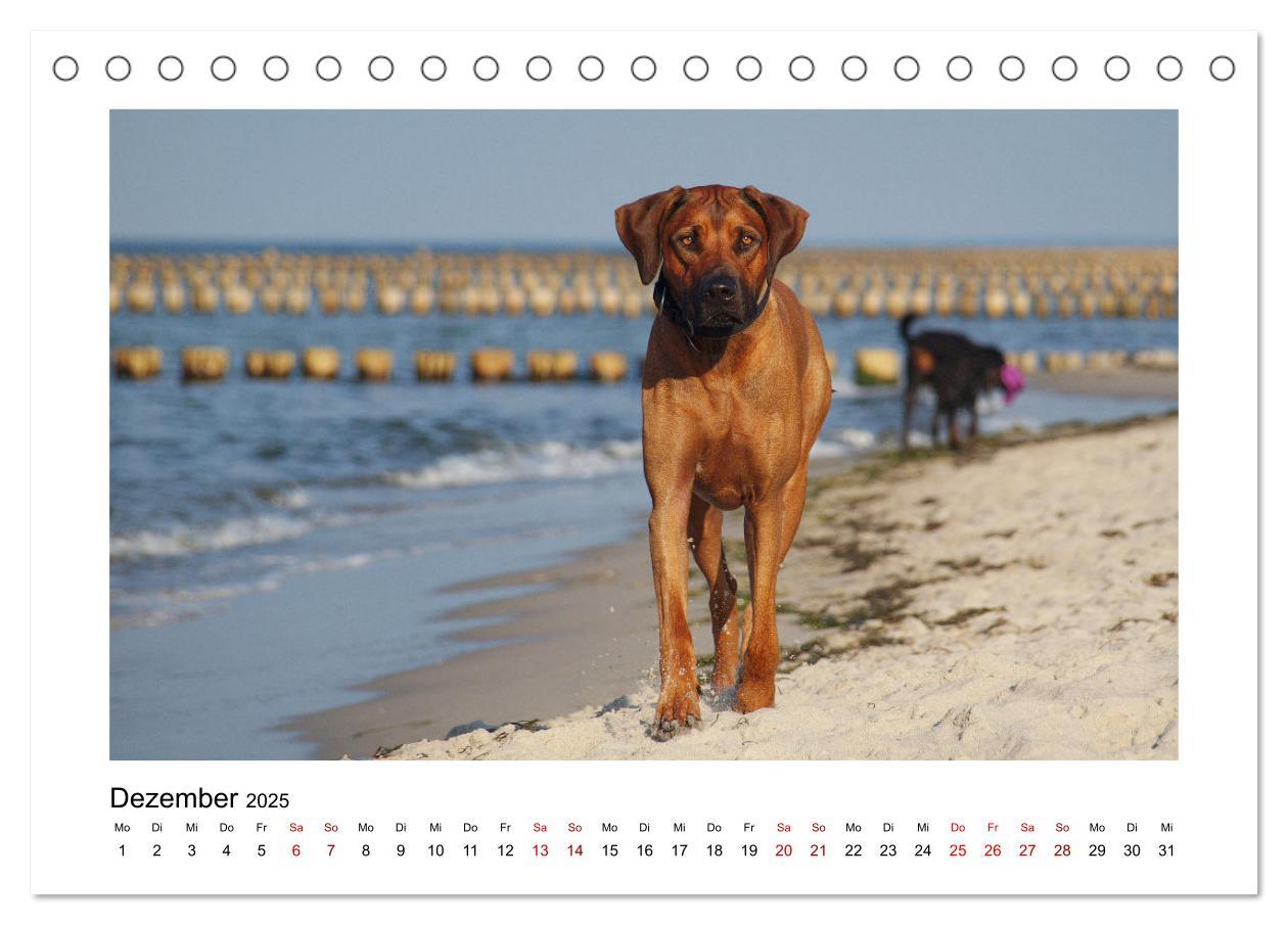 Bild: 9783383983535 | Rhodesian Ridgeback - Charmanter Dickkopf aus Afrika (Tischkalender...