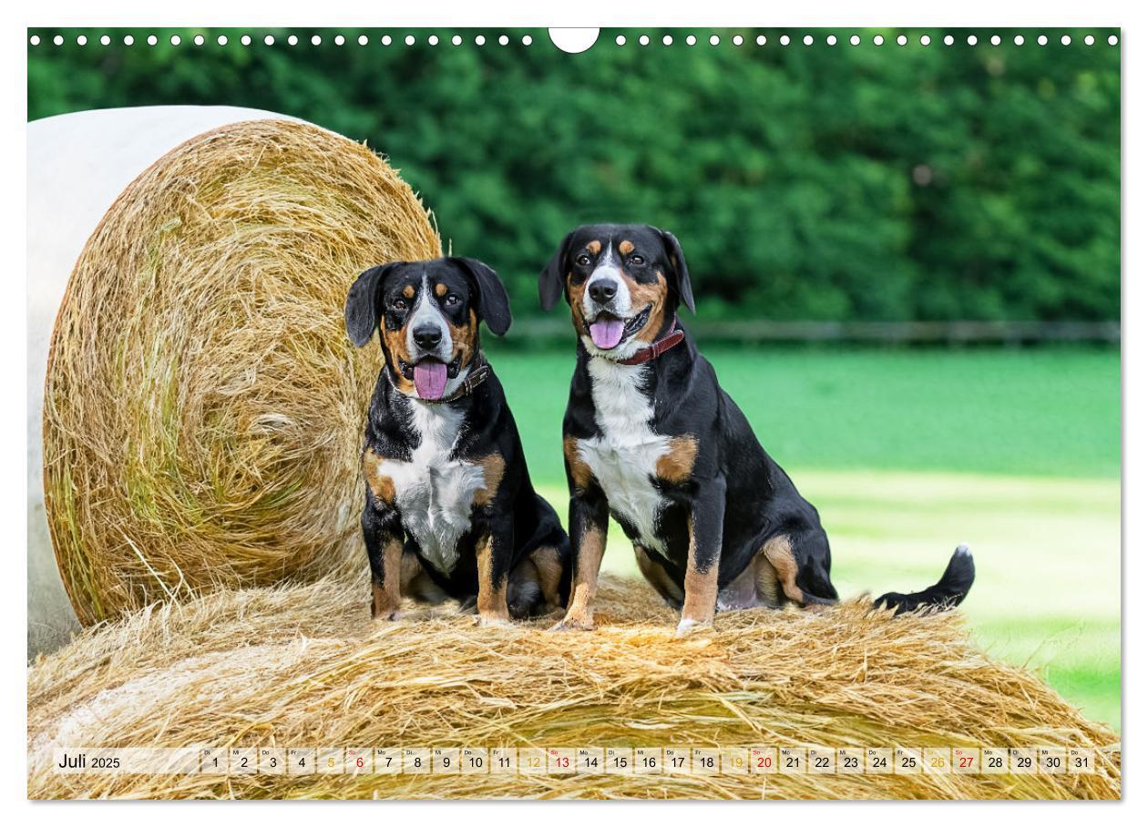 Bild: 9783457198964 | Entlebucher - Temperamentvolle Schweizer Sennenhunde (Wandkalender...