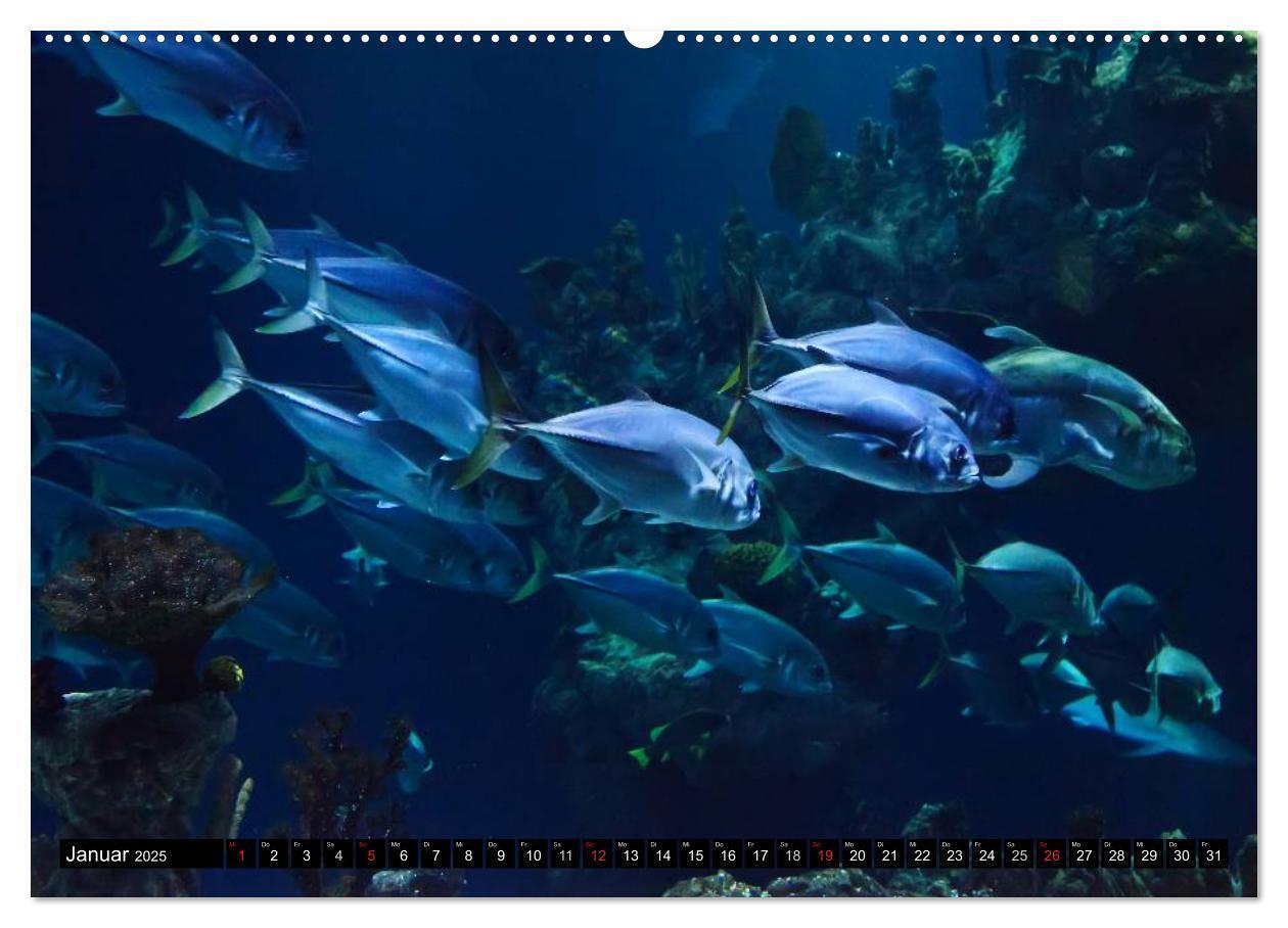 Bild: 9783435717446 | Fische und Meerestiere (Wandkalender 2025 DIN A2 quer), CALVENDO...