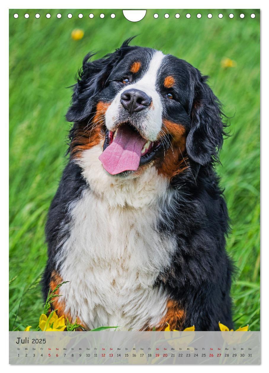 Bild: 9783457159149 | Berner Sennenhund - Ein Hund für alle Fälle (Wandkalender 2025 DIN...