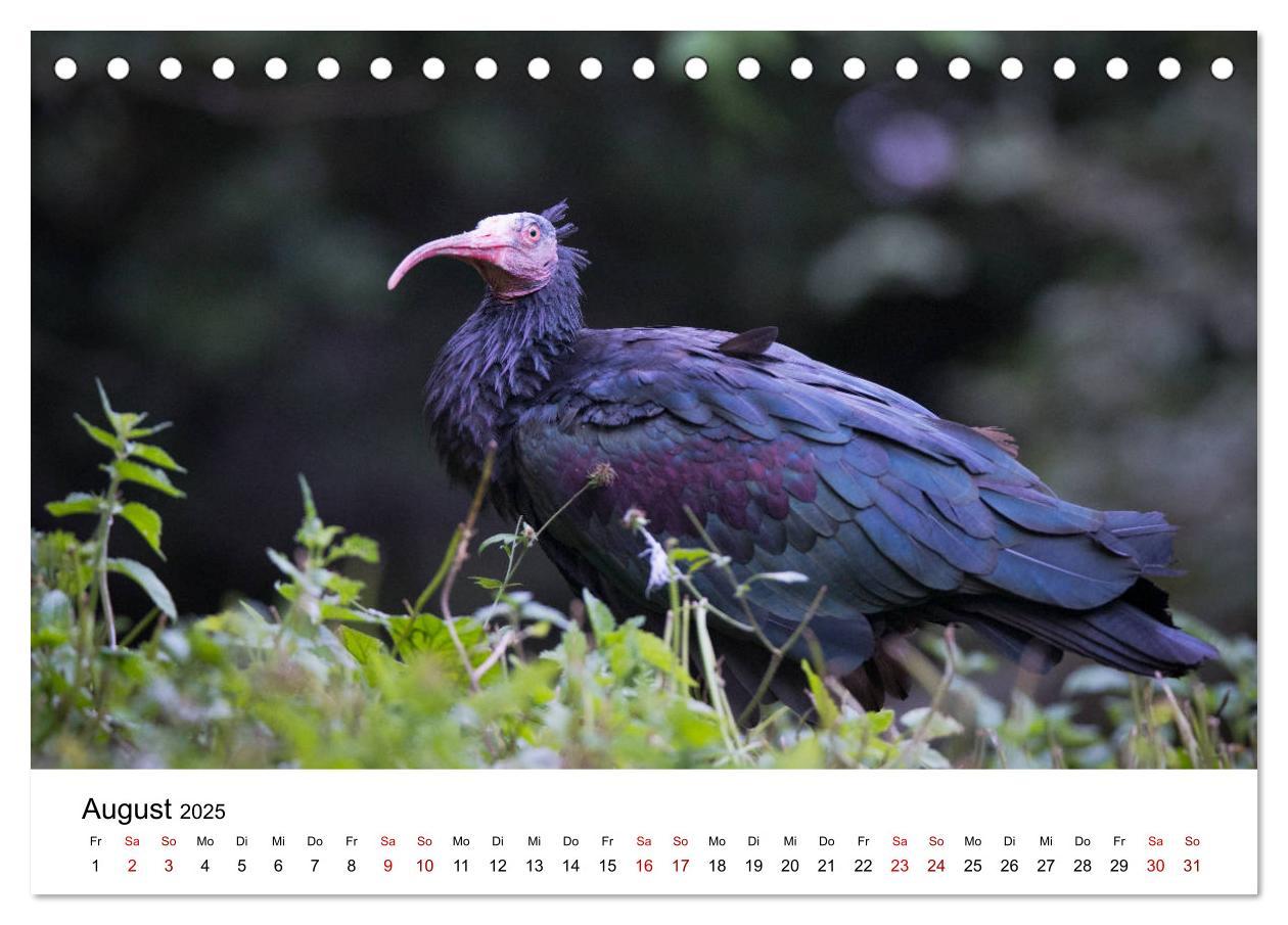 Bild: 9783435135714 | Der Waldrapp - Ein skurriler Vogel (Tischkalender 2025 DIN A5...