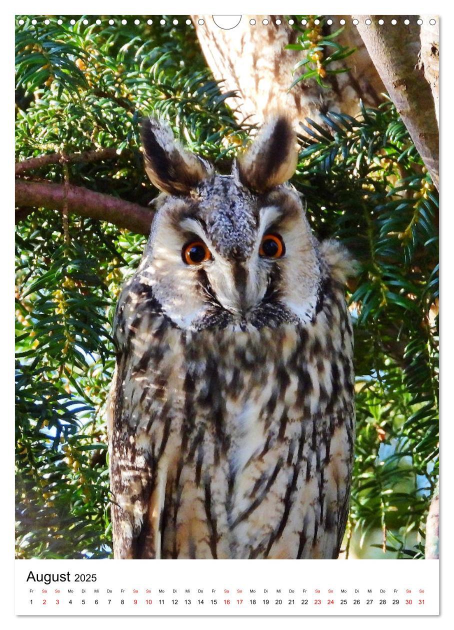 Bild: 9783383766411 | Adler, Eule und Co - Gefiederte Jäger im Portrait (Wandkalender...