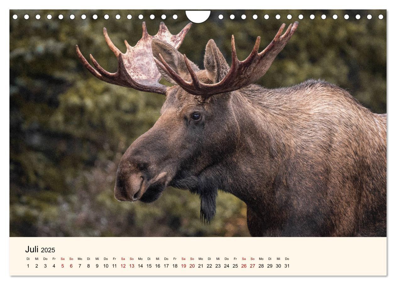 Bild: 9783435129669 | Der Elch - König des Nordens (Wandkalender 2025 DIN A4 quer),...