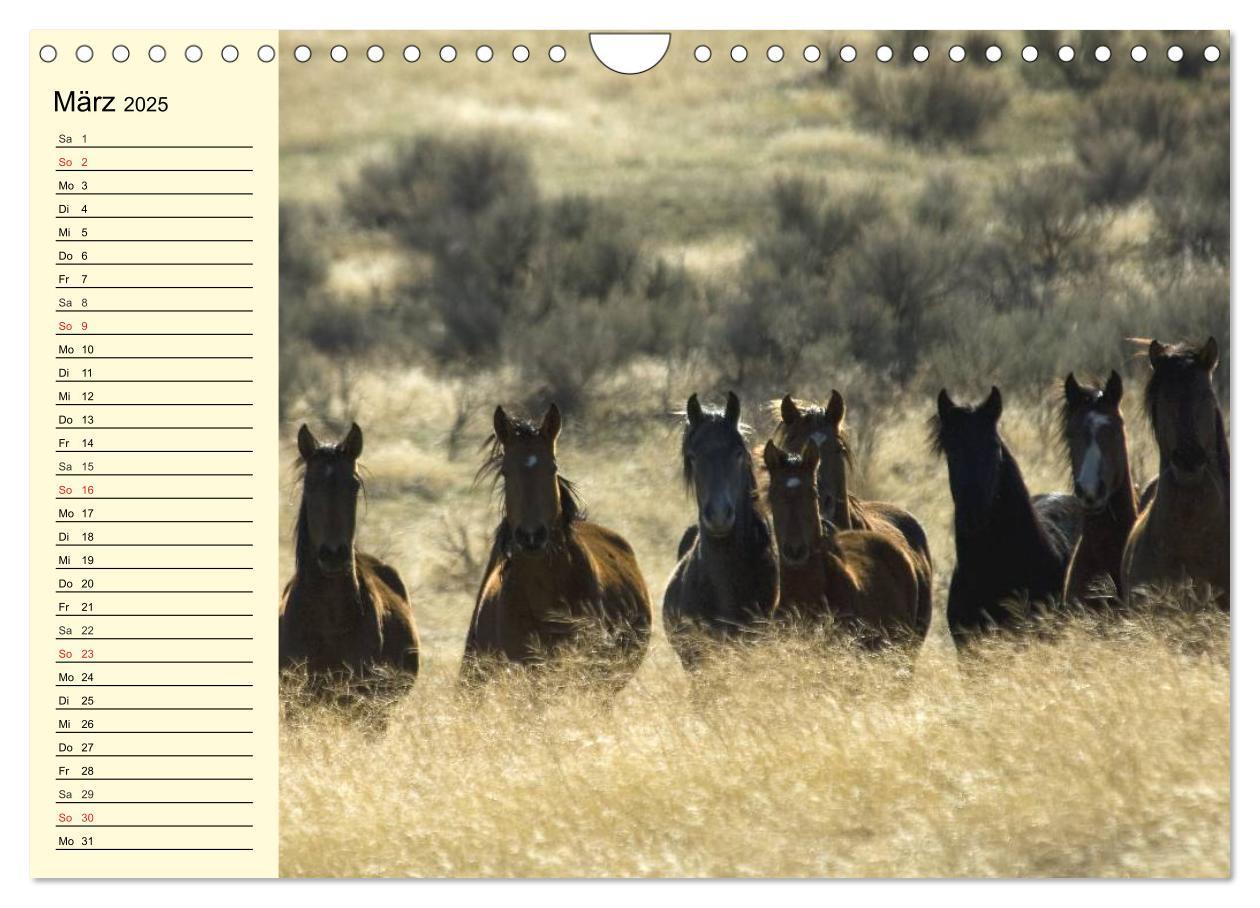 Bild: 9783435529780 | Wilde Pferde. Mustangs in USA (Wandkalender 2025 DIN A4 quer),...