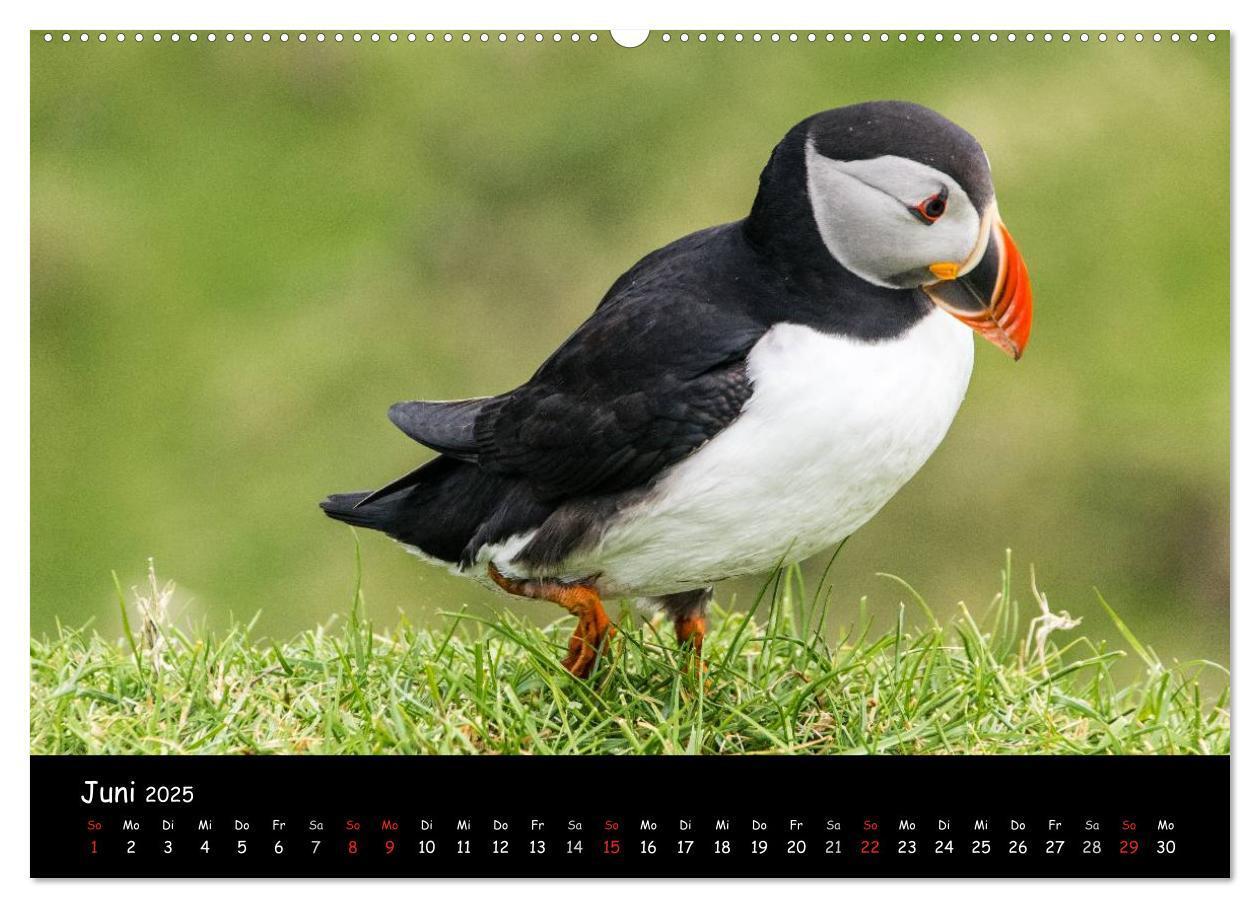 Bild: 9783435537877 | Die Papageientaucher von Mykines (Wandkalender 2025 DIN A2 quer),...