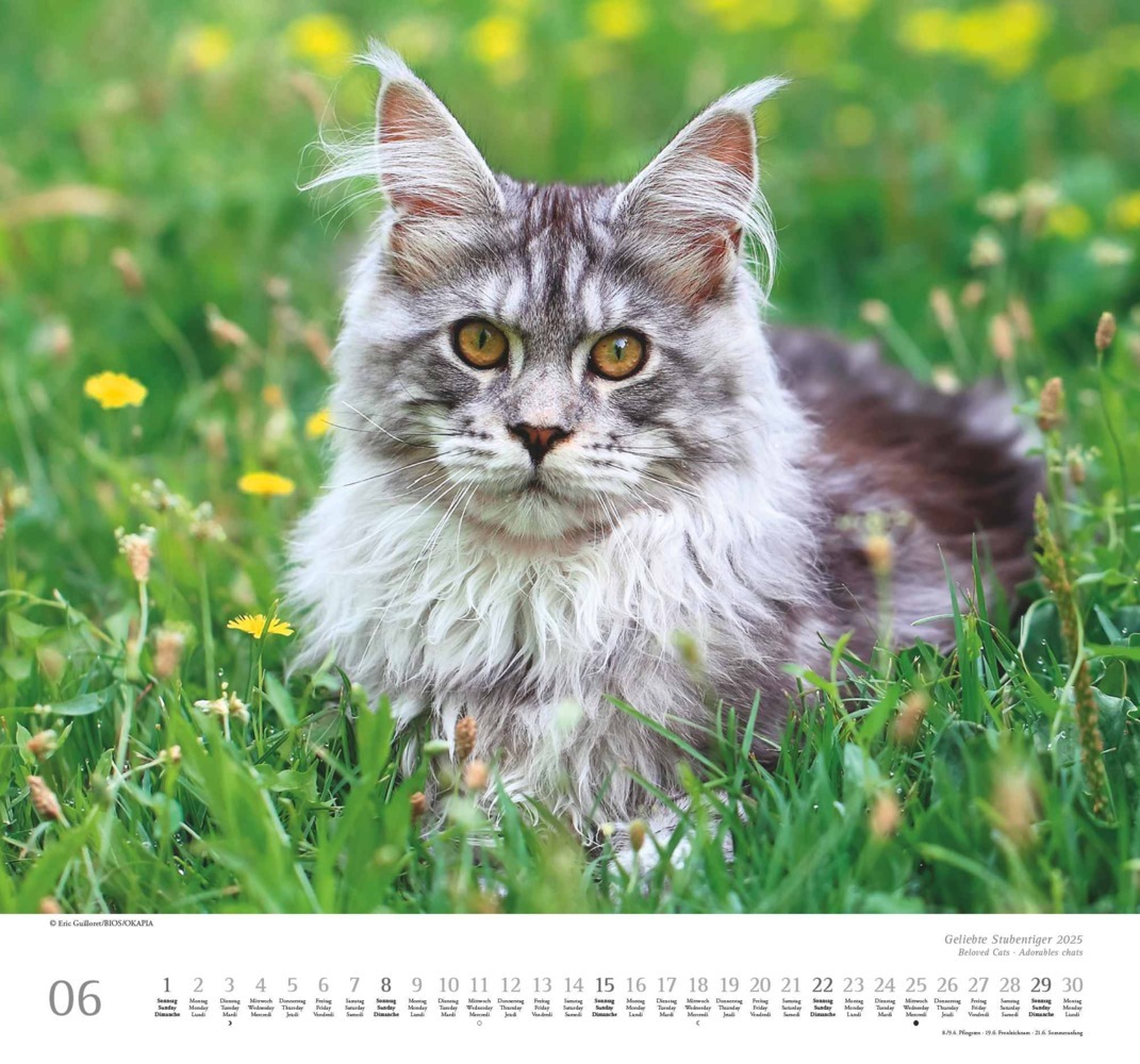 Bild: 4250809652498 | DUMONT - Geliebte Stubentiger 2025 Wandkalender, 38x35,5cm,...