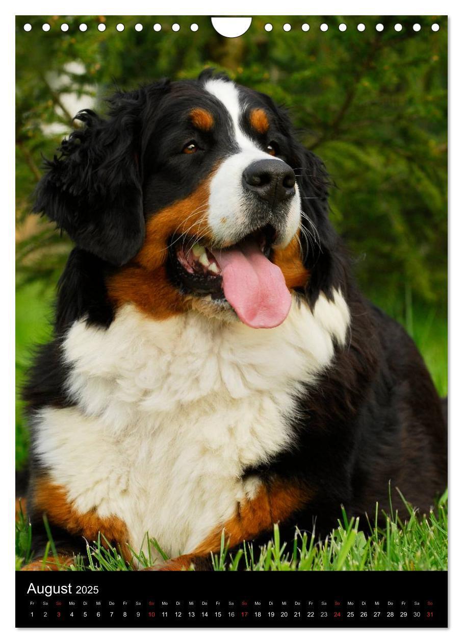 Bild: 9783457069394 | Berner Sennenhund 2025 (Wandkalender 2025 DIN A4 hoch), CALVENDO...