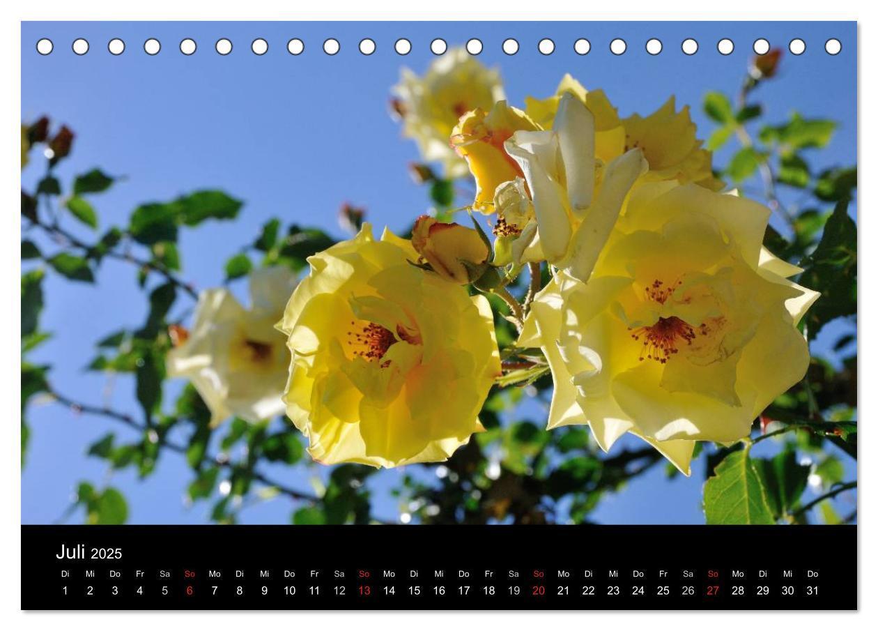 Bild: 9783435800469 | Baden bei Wien - Rosarium (Tischkalender 2025 DIN A5 quer),...