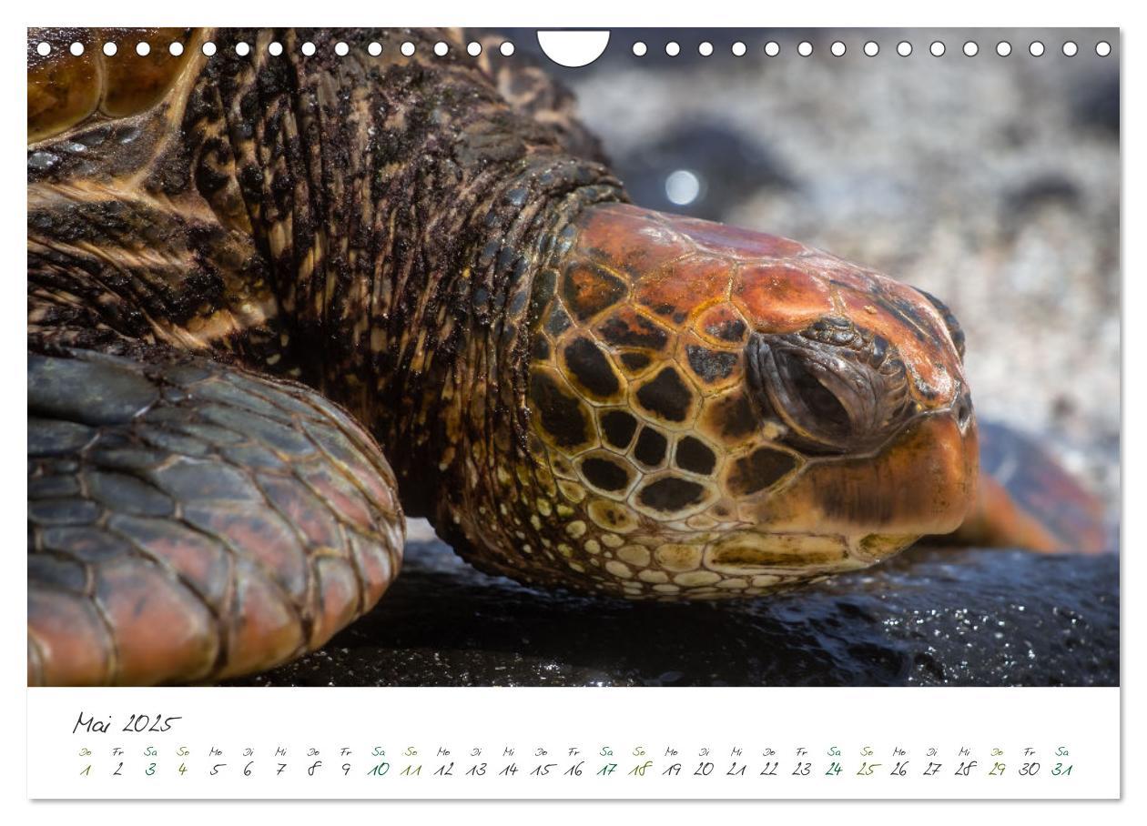 Bild: 9783383854200 | Wildes Galapagos - Die Tiere der Galapagos Inseln (Wandkalender...