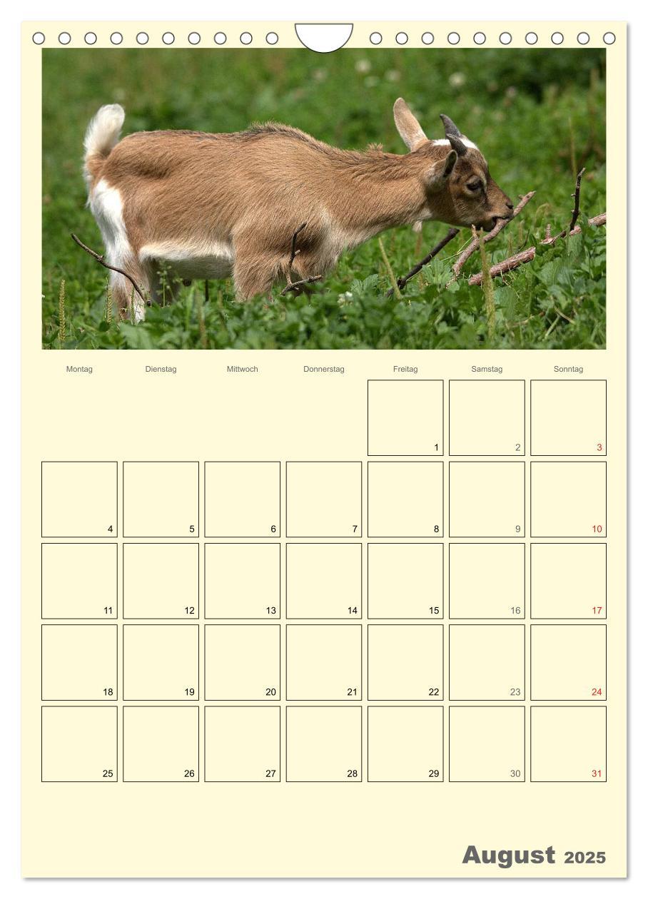 Bild: 9783457015872 | Zwergziegen (Wandkalender 2025 DIN A4 hoch), CALVENDO Monatskalender