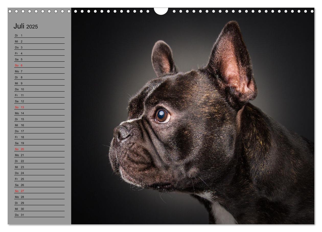 Bild: 9783435030927 | Bullymania - Französische Bulldoggen (Wandkalender 2025 DIN A3...