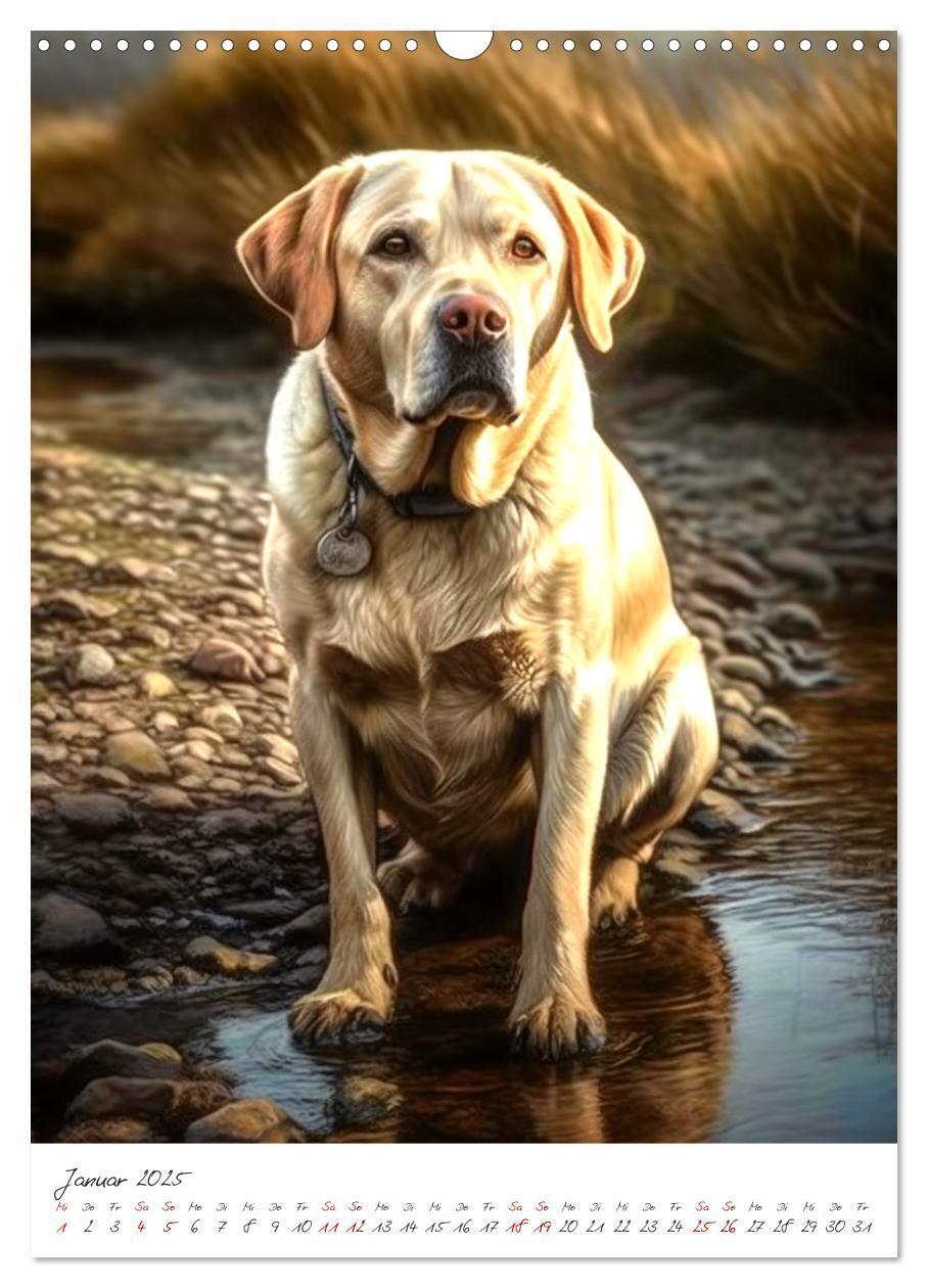 Bild: 9783435876891 | Der Labrador (Wandkalender 2025 DIN A3 hoch), CALVENDO Monatskalender