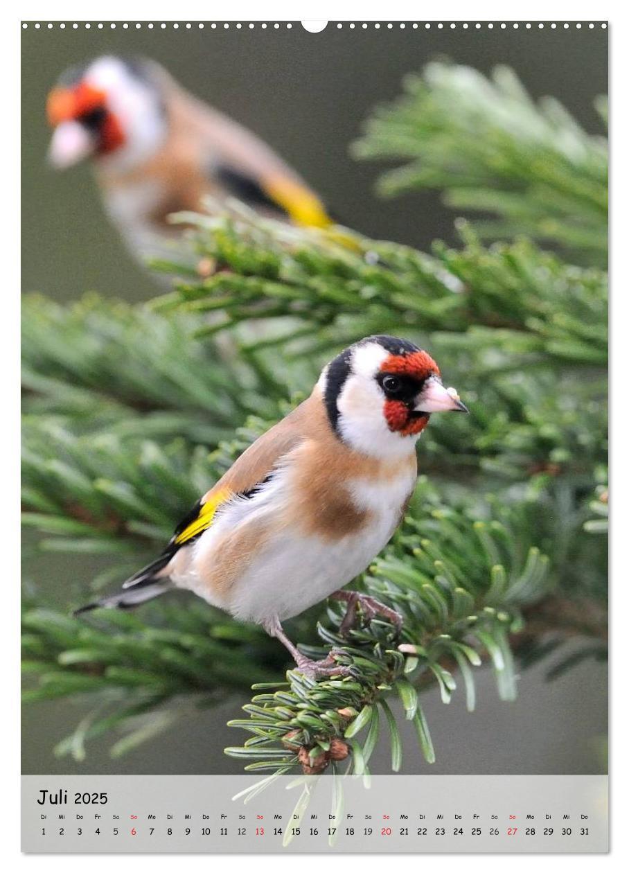 Bild: 9783457019573 | Vögel im heimischen Garten (hochwertiger Premium Wandkalender 2025...