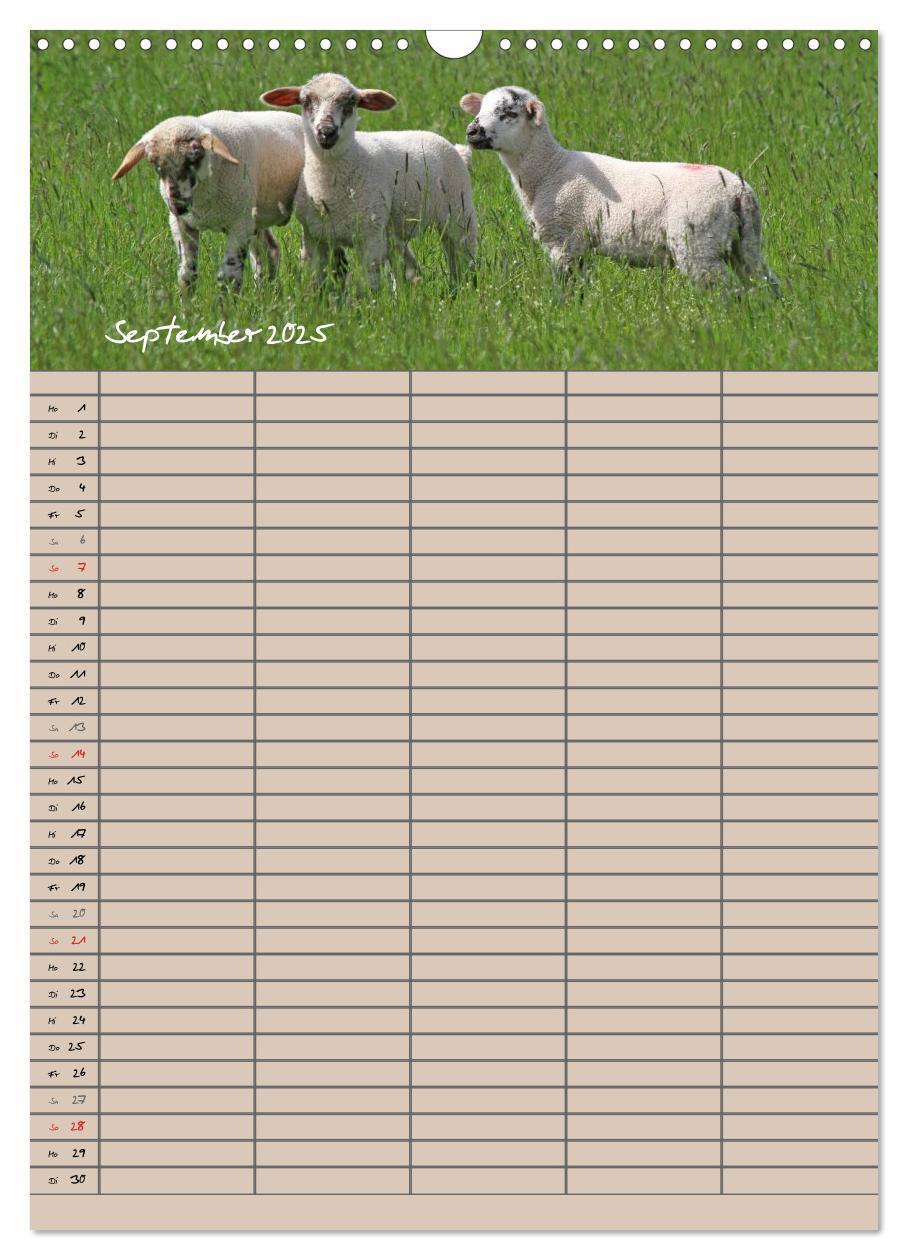 Bild: 9783457058329 | Der belämmerte Familienplaner (Wandkalender 2025 DIN A3 hoch),...