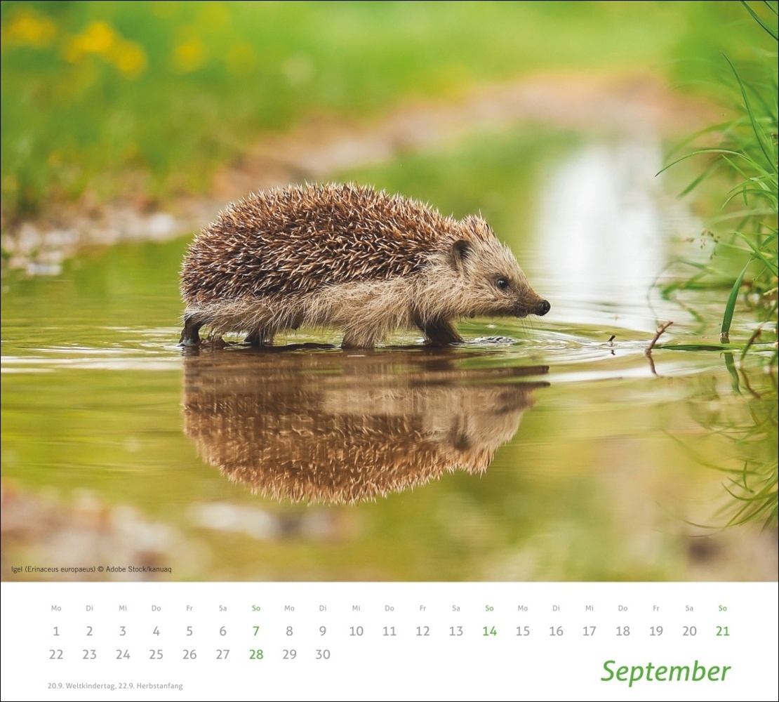 Bild: 9783756406913 | Heimische Tiere Bildkalender 2025 | Kalender | Spiralbindung | 14 S.