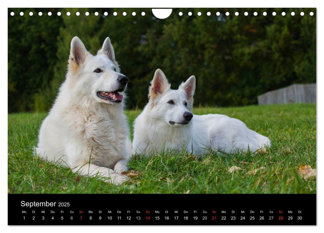 Bild: 9783435765928 | Weißer Schweizer Schäferhund (Wandkalender 2025 DIN A4 quer),...