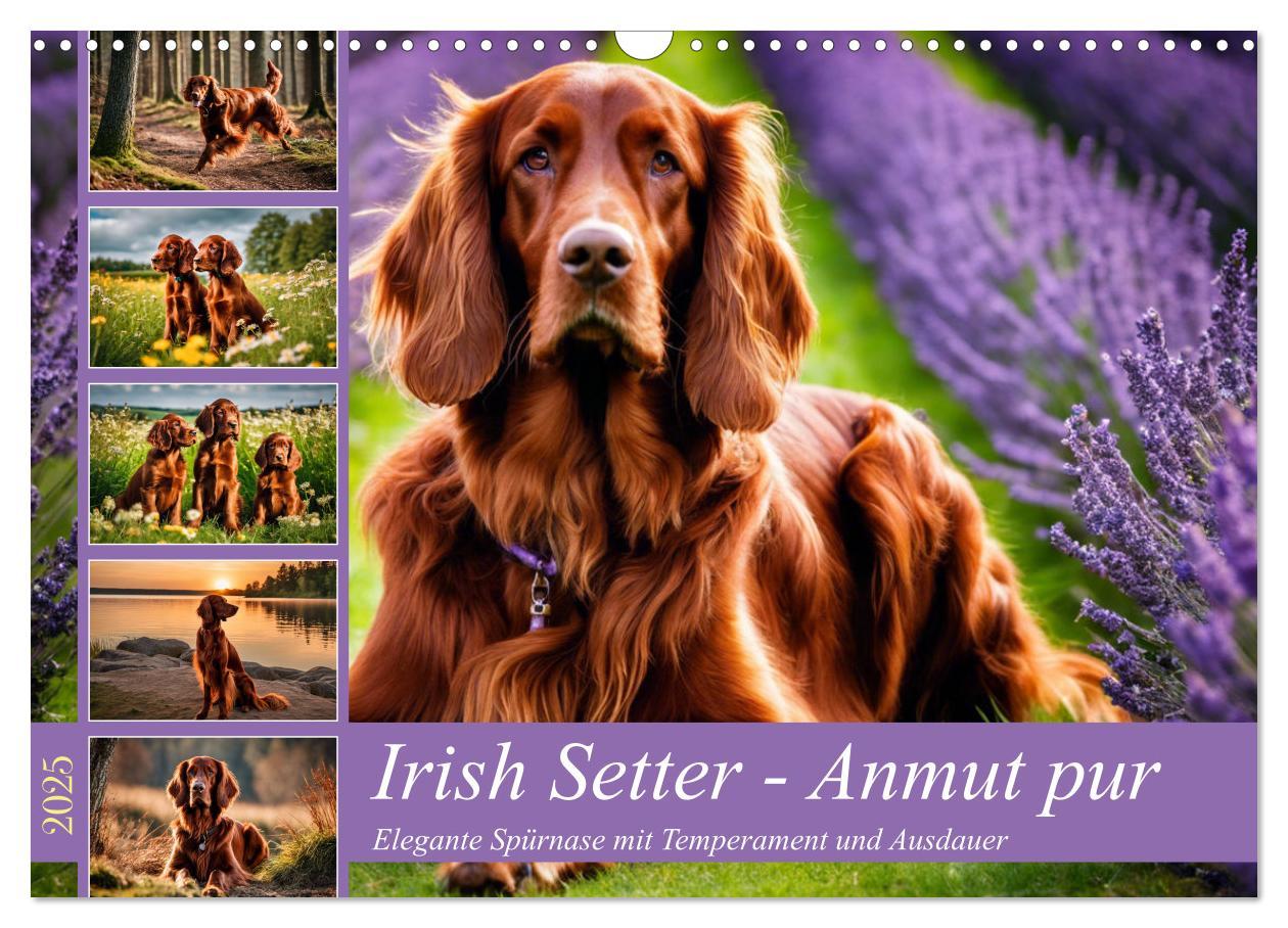 Cover: 9783435011728 | Irish Setter - Anmut pur (Wandkalender 2025 DIN A3 quer), CALVENDO...