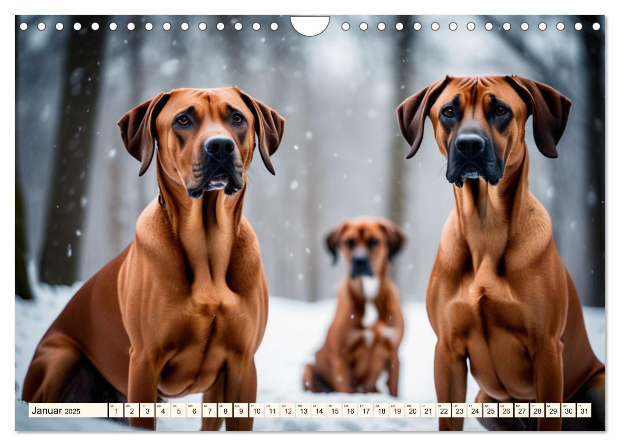 Bild: 9783457146033 | Rhodesian Ridgeback - Athlet mit Rückenkamm (Wandkalender 2025 DIN...