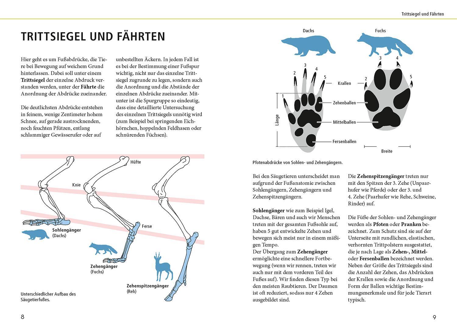 Bild: 9783440177747 | Tierspuren lebensgroß | 50 Tierspuren und wer sie hinterlässt | Hecker