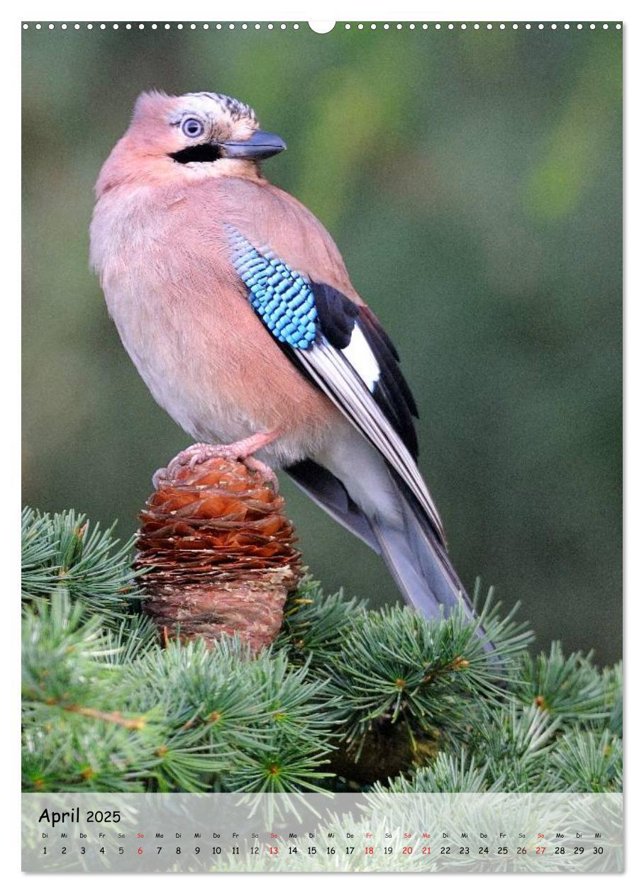 Bild: 9783457019573 | Vögel im heimischen Garten (hochwertiger Premium Wandkalender 2025...