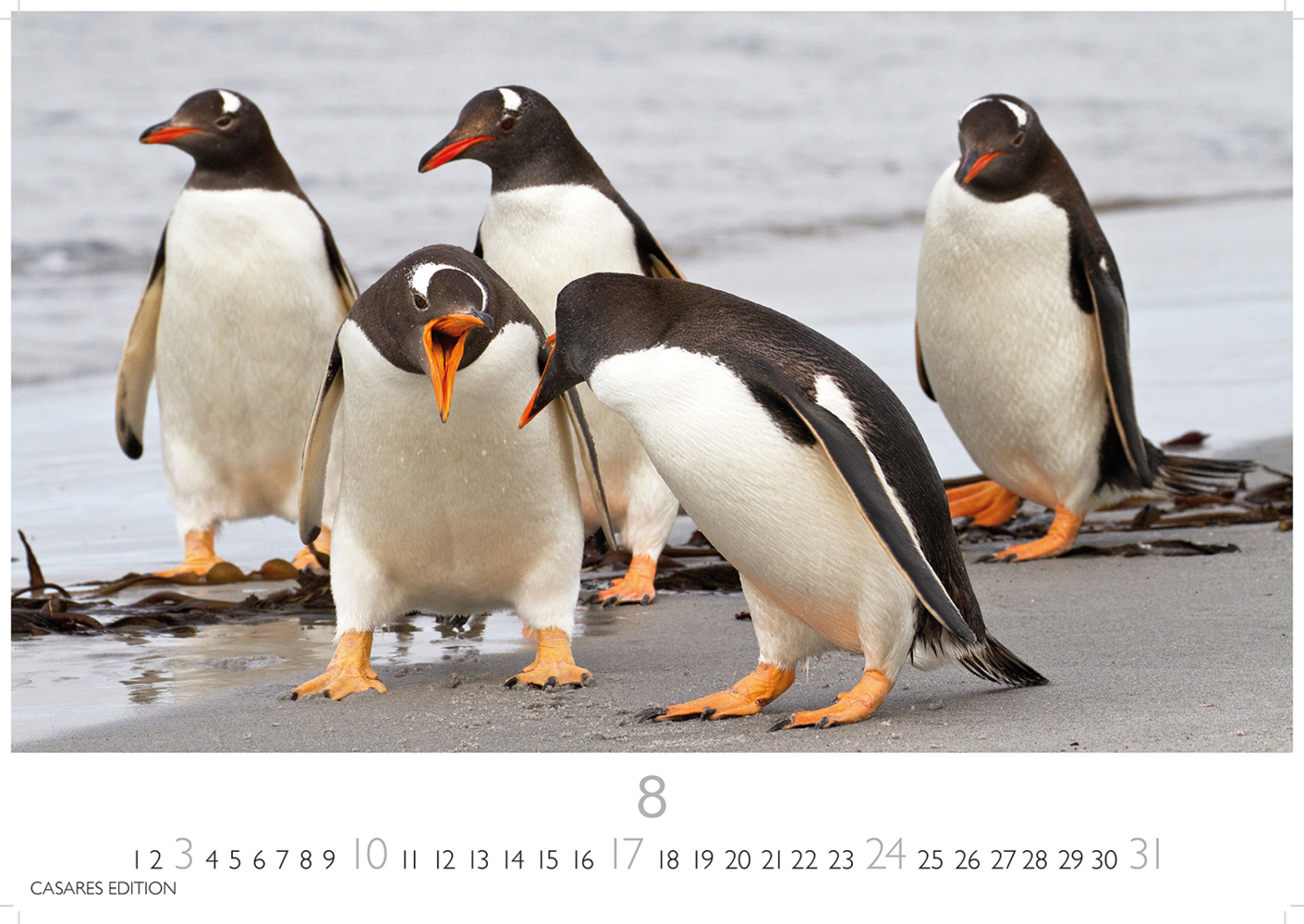 Bild: 9781835241219 | Pinguine 2025 S 24x35cm | Kalender | 14 S. | Deutsch | 2025