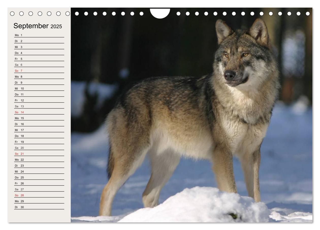 Bild: 9783435737109 | Wölfe. Verwegene Anmut (Wandkalender 2025 DIN A4 quer), CALVENDO...