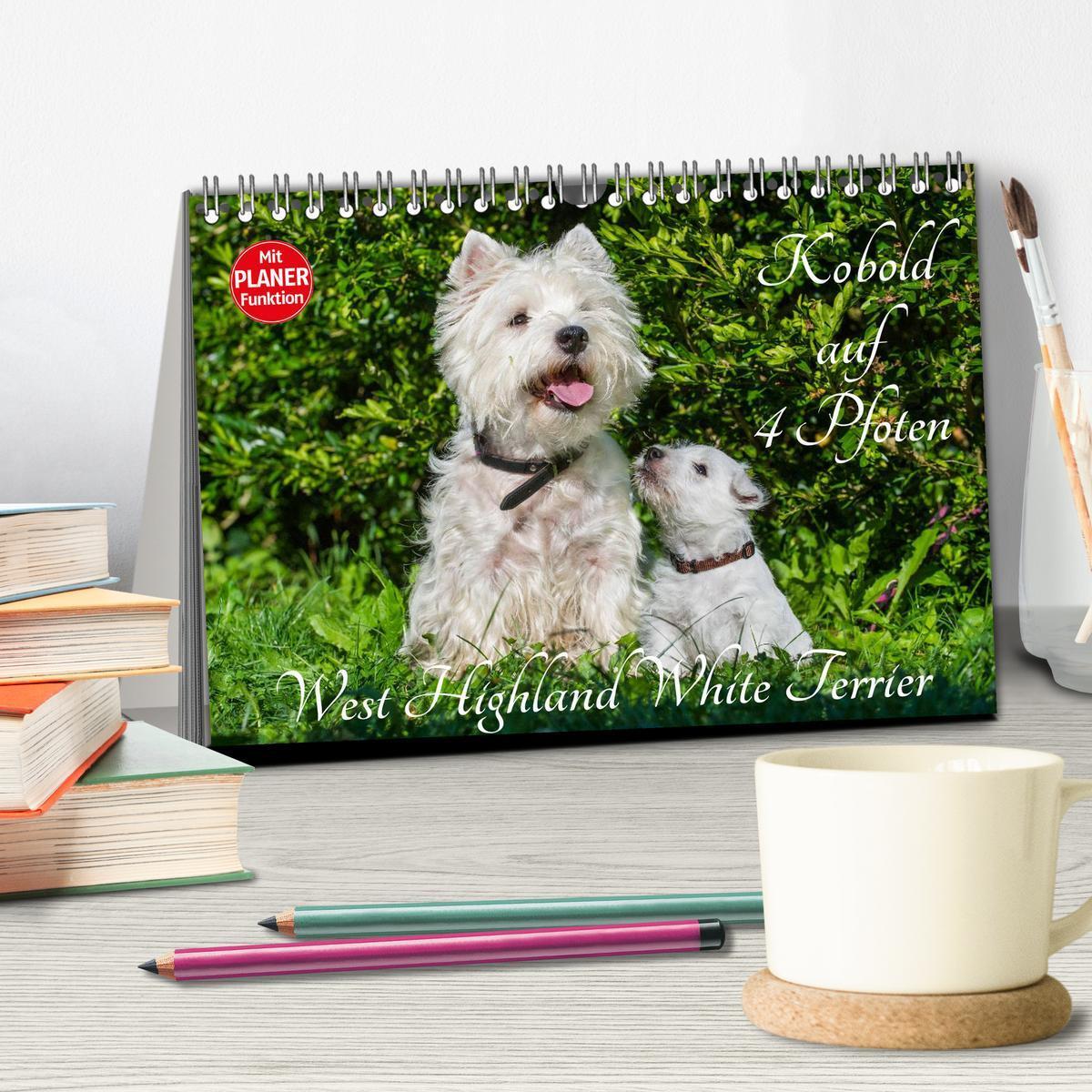 Bild: 9783435459643 | Kobold auf 4 Pfoten - West Highland White Terrier (Tischkalender...