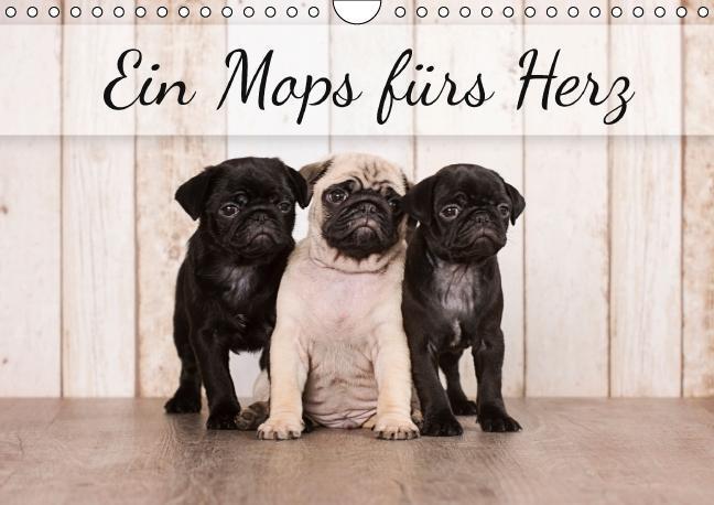 Cover: 9783664097685 | Ein Mops fürs Herz (Wandkalender immerwährend DIN A4 quer) | Noack