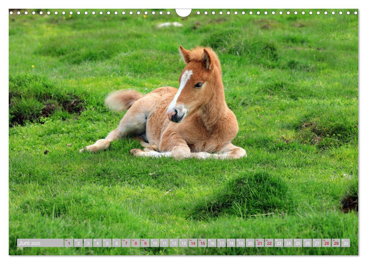 Bild: 9783435253449 | Islandpferde - Die tierischen Stars der Insel (Wandkalender 2025...