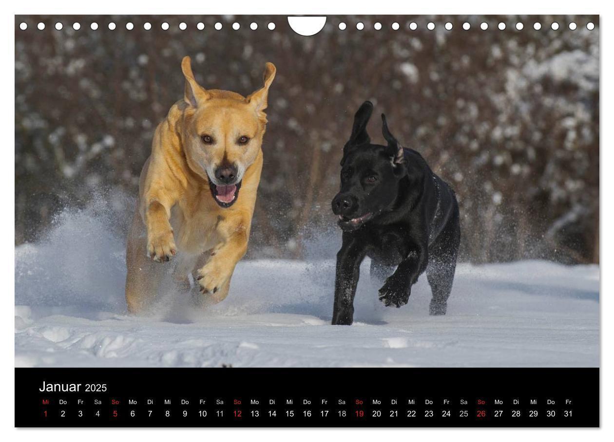 Bild: 9783435761692 | Labrador Retriever 2025 (Wandkalender 2025 DIN A4 quer), CALVENDO...