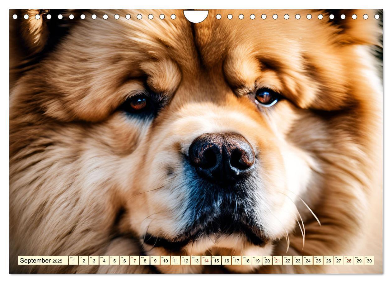 Bild: 9783457015513 | Chow Chow - der Löwenkopfhund (Wandkalender 2025 DIN A4 quer),...