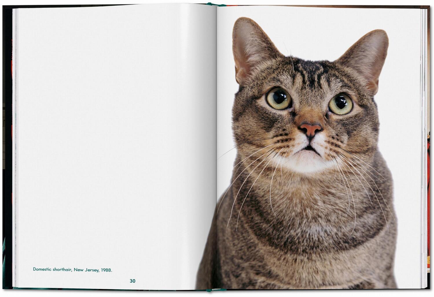 Bild: 9783836595315 | Walter Chandoha. Cats. Photographs 1942-2018 | Buch | 192 S. | 2023