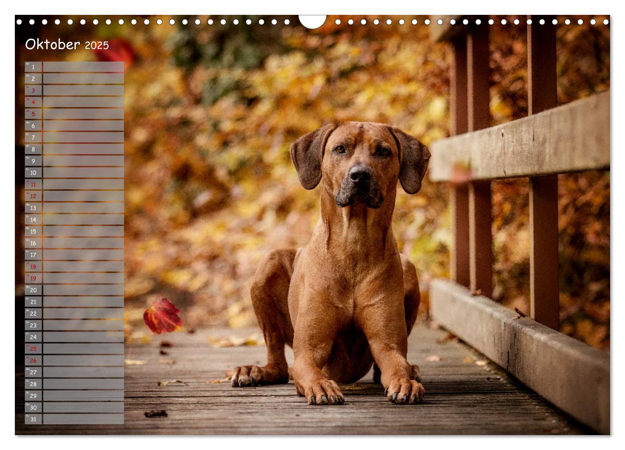 Bild: 9783435358267 | Rhodesian Ridgeback - Herzen auf vier Pfoten (Wandkalender 2025 DIN...