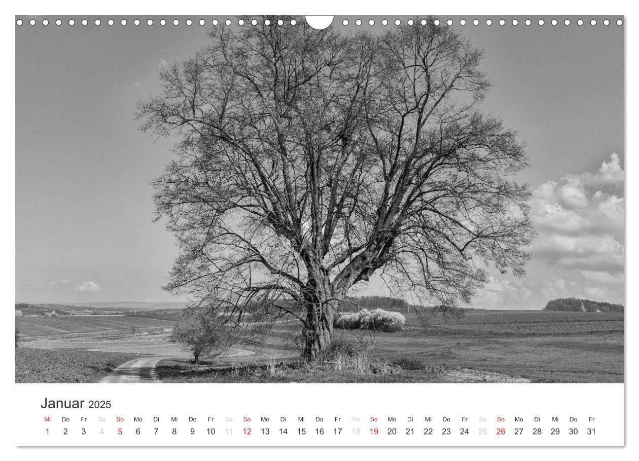 Bild: 9783435660469 | Bäume - Naturschönheiten in schwarz-weiß (Wandkalender 2025 DIN A3...