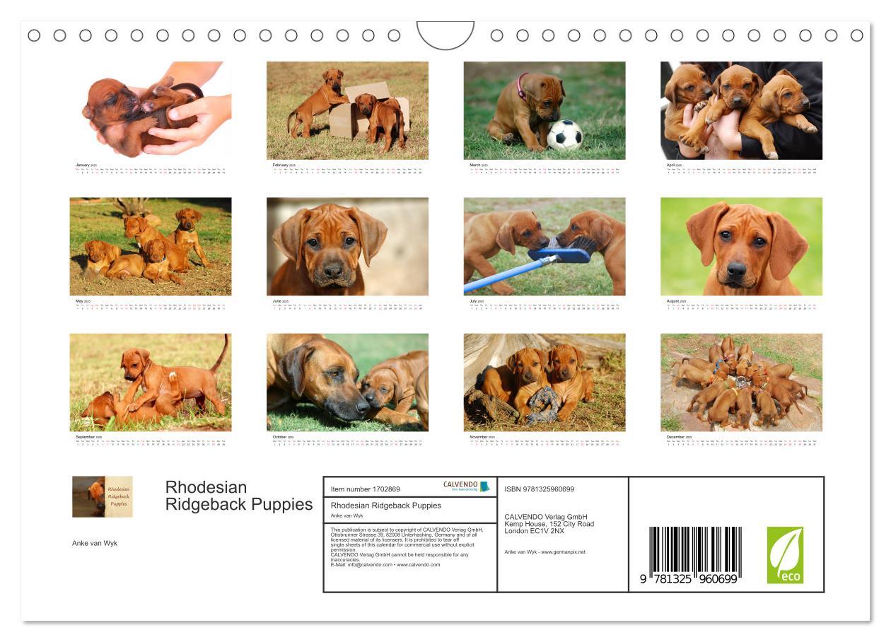 Bild: 9781325960699 | Rhodesian Ridgeback Puppies (Wall Calendar 2025 DIN A4 landscape),...