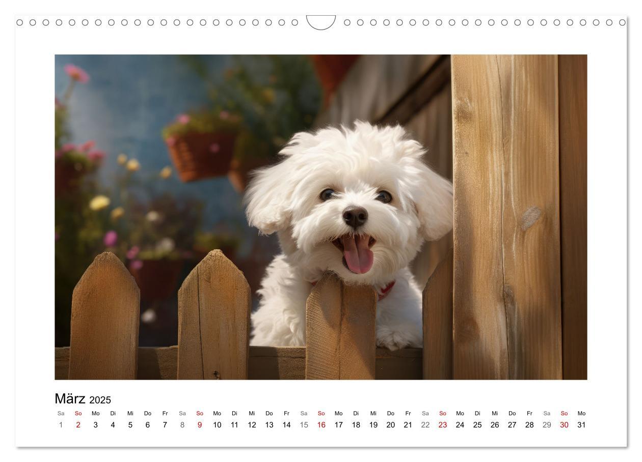 Bild: 9783383843716 | Bichon frisé, weiße Hündchen mit lockigem Haar (Wandkalender 2025...