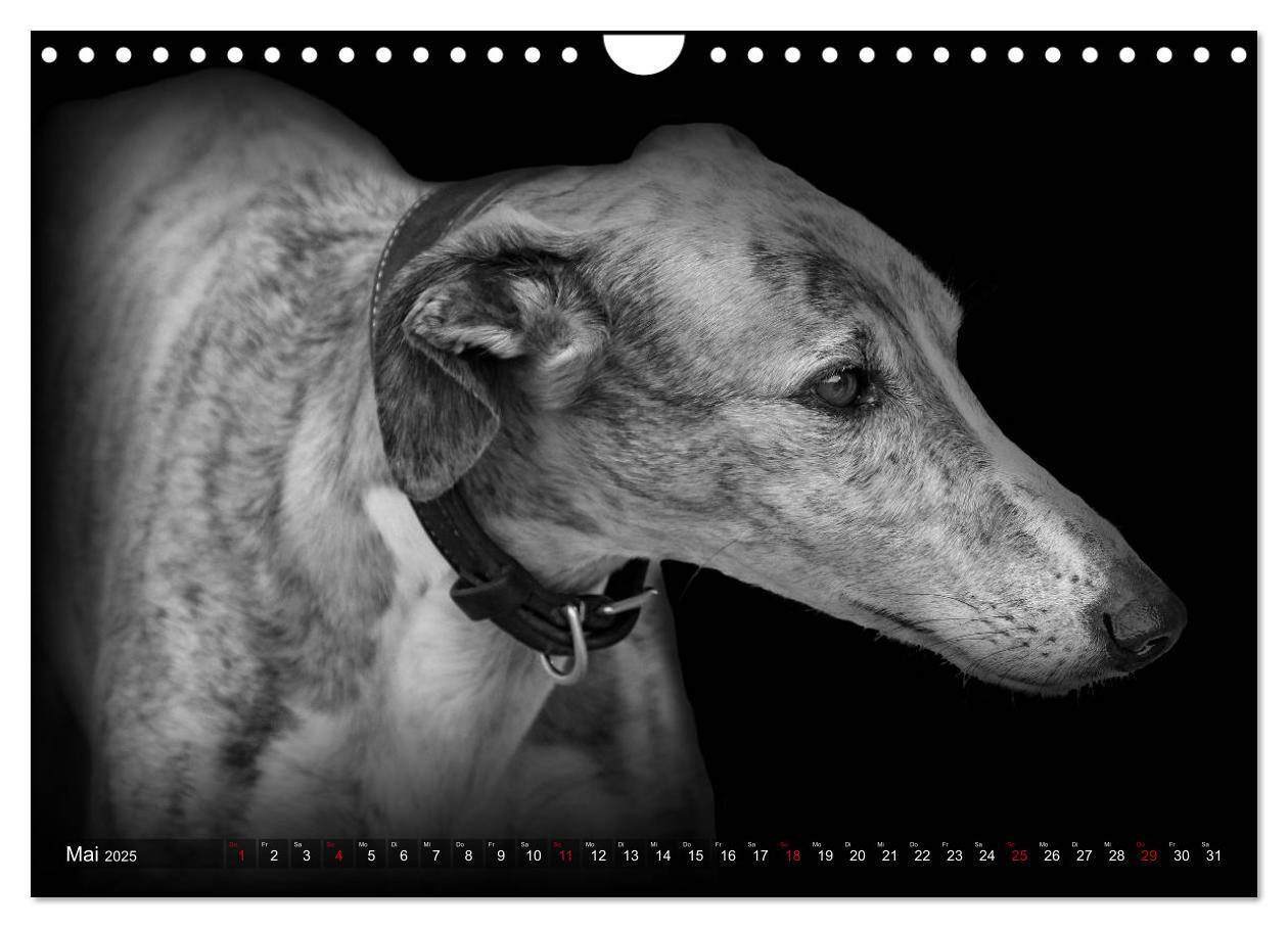 Bild: 9783383824074 | Galgo Español - der spanische Windhund 2025 (Wandkalender 2025 DIN...