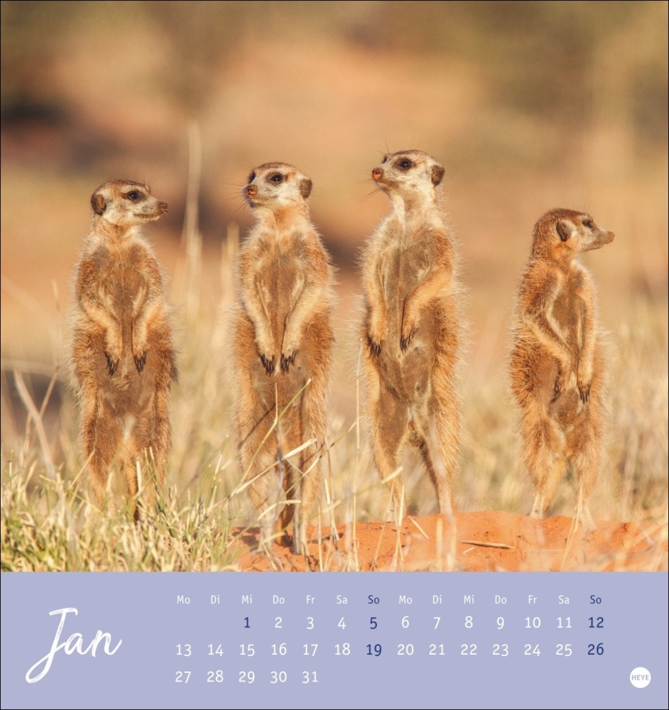 Bild: 9783756407163 | Erdmännchen Postkartenkalender 2025 | Kalender | Spiralbindung | 13 S.