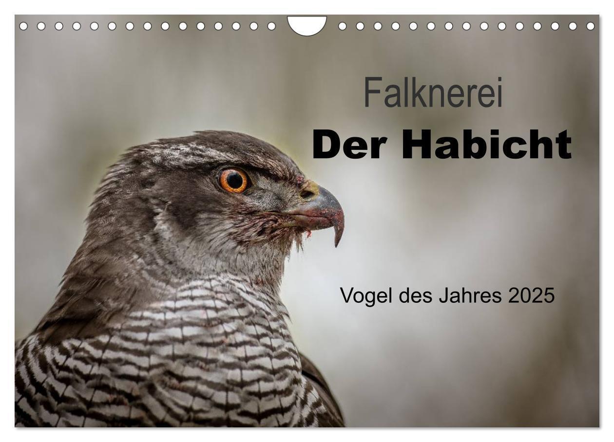 Cover: 9783435640935 | Falknerei Der Habicht (Wandkalender 2025 DIN A4 quer), CALVENDO...