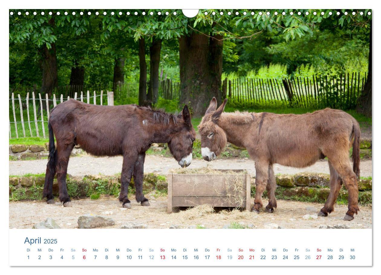 Bild: 9783435494064 | Tierisches Leben auf dem Bauernhof 2025 (Wandkalender 2025 DIN A3...