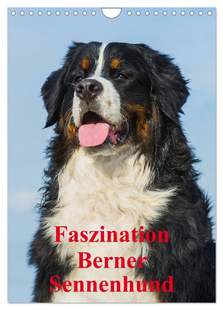 Cover: 9783457056325 | Faszination Berner Sennenhund (Wandkalender 2025 DIN A4 hoch),...